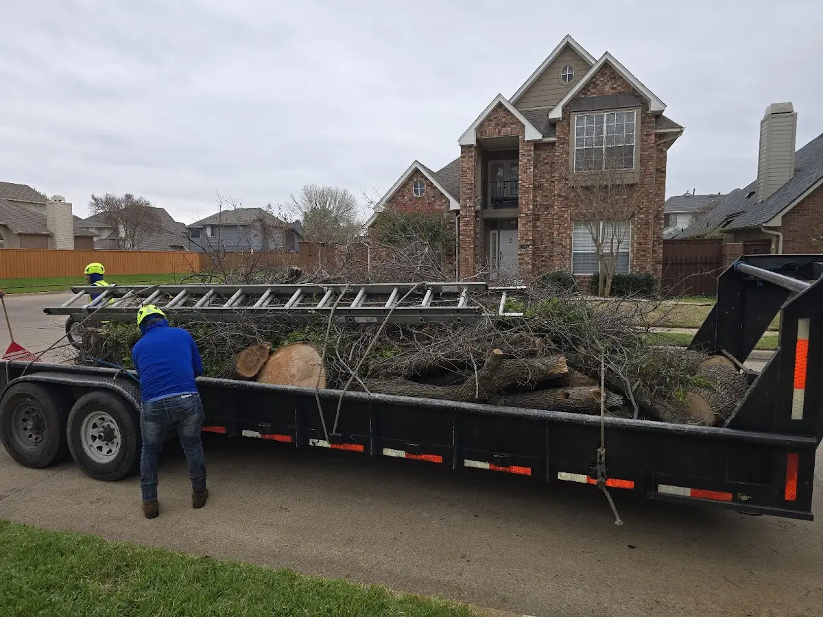 Expert Tree Removal with proper safety equipment in Babb